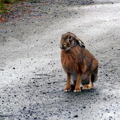 Fälthare i regn