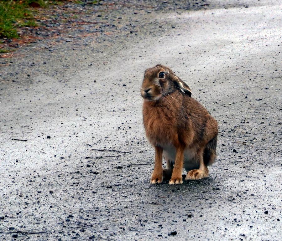 Fälthare i regn