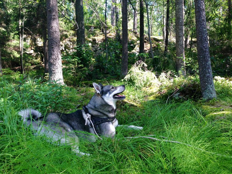 Jämthund