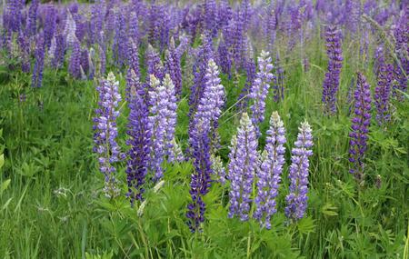 Lupiner i blom