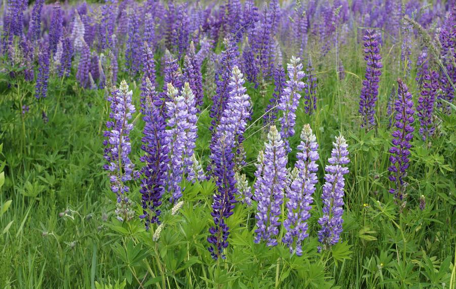 Lupiner i blom