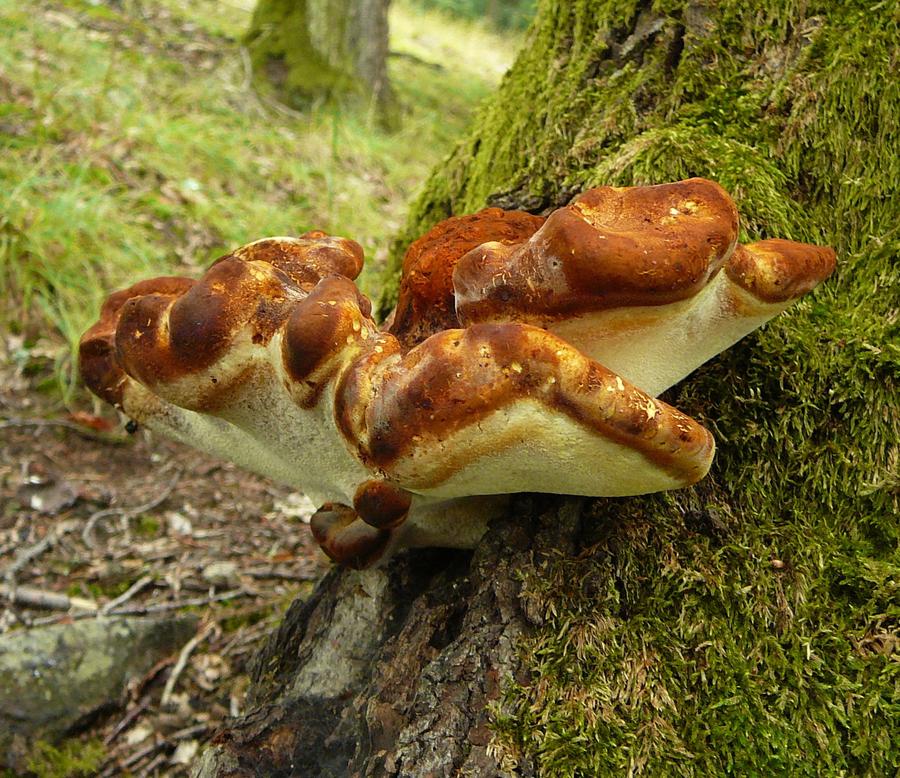 Tungticka i skog. 