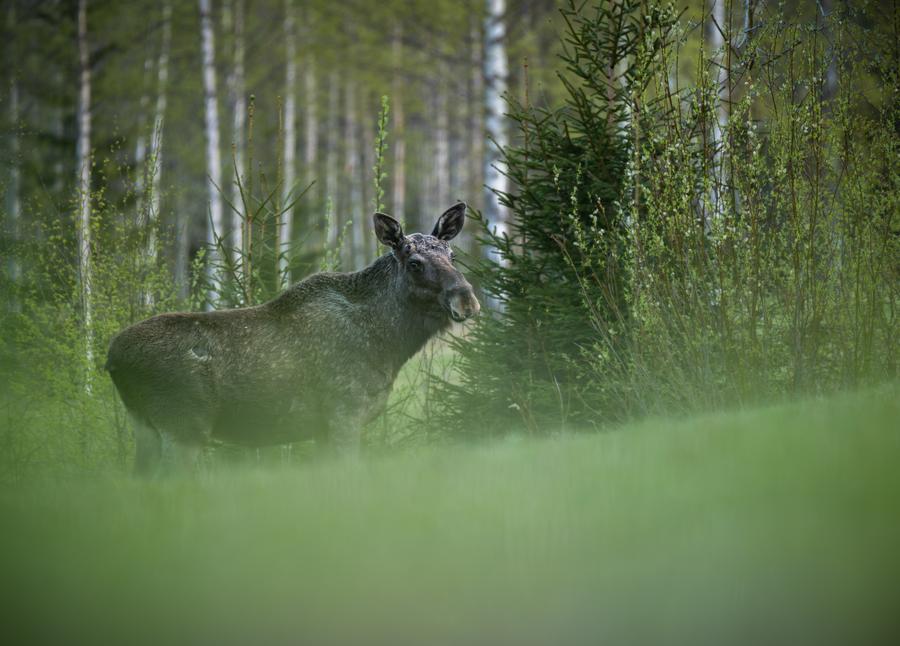 Älg som betar