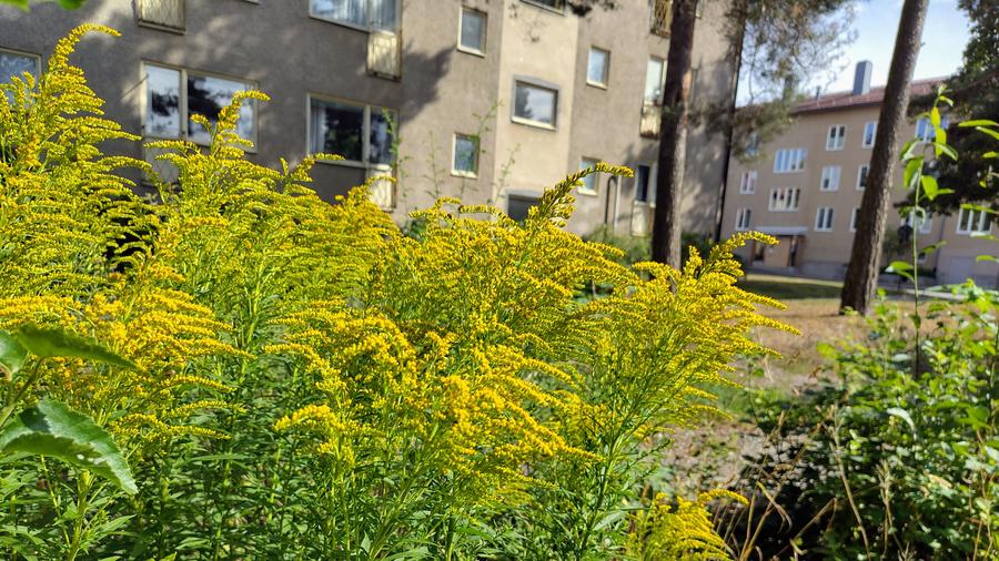 Kanadensiskt gullris i blom