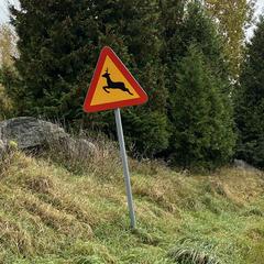 Varning för hjortdjur