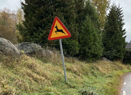 Varning för hjortdjur 